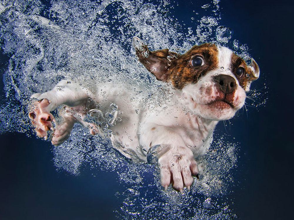 underwater dog photography